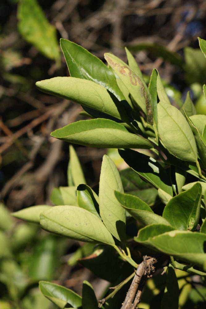            Sun leaves (Riverside, CA)   